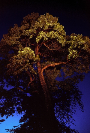 Gary Heatherly Photography magical tree
